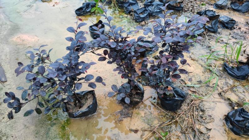 红花继木红继木高18到30厘米福建漳州苗木基地