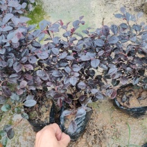 红花继木红继木高18到30厘米福建漳州苗木基地