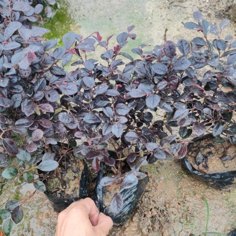 红花继木红继木高18到30厘米福建漳州苗木基地