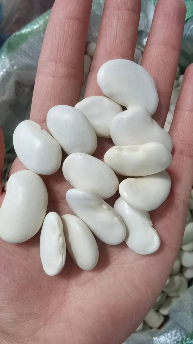 大白芸豆食品加工白芸豆现货袋装50斤