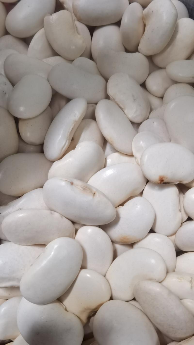 大白芸豆食品加工澳洲白芸豆白腰豆现货袋装50斤