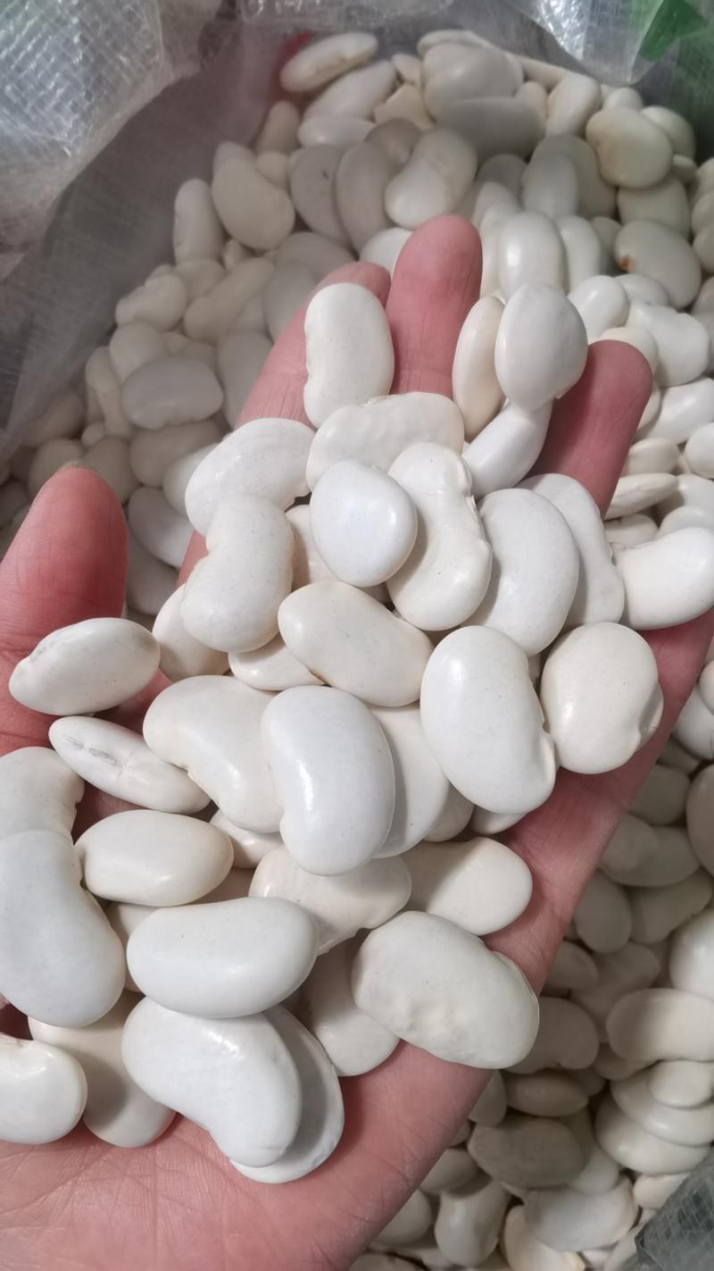 大白芸豆食品加工澳洲白芸豆白腰豆现货袋装50斤