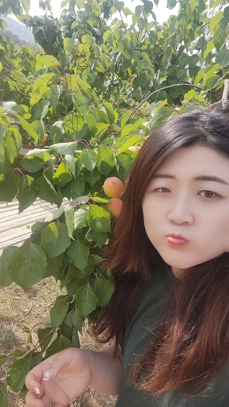 山东费县凯特杏大量上市中，一手货源，价格便宜