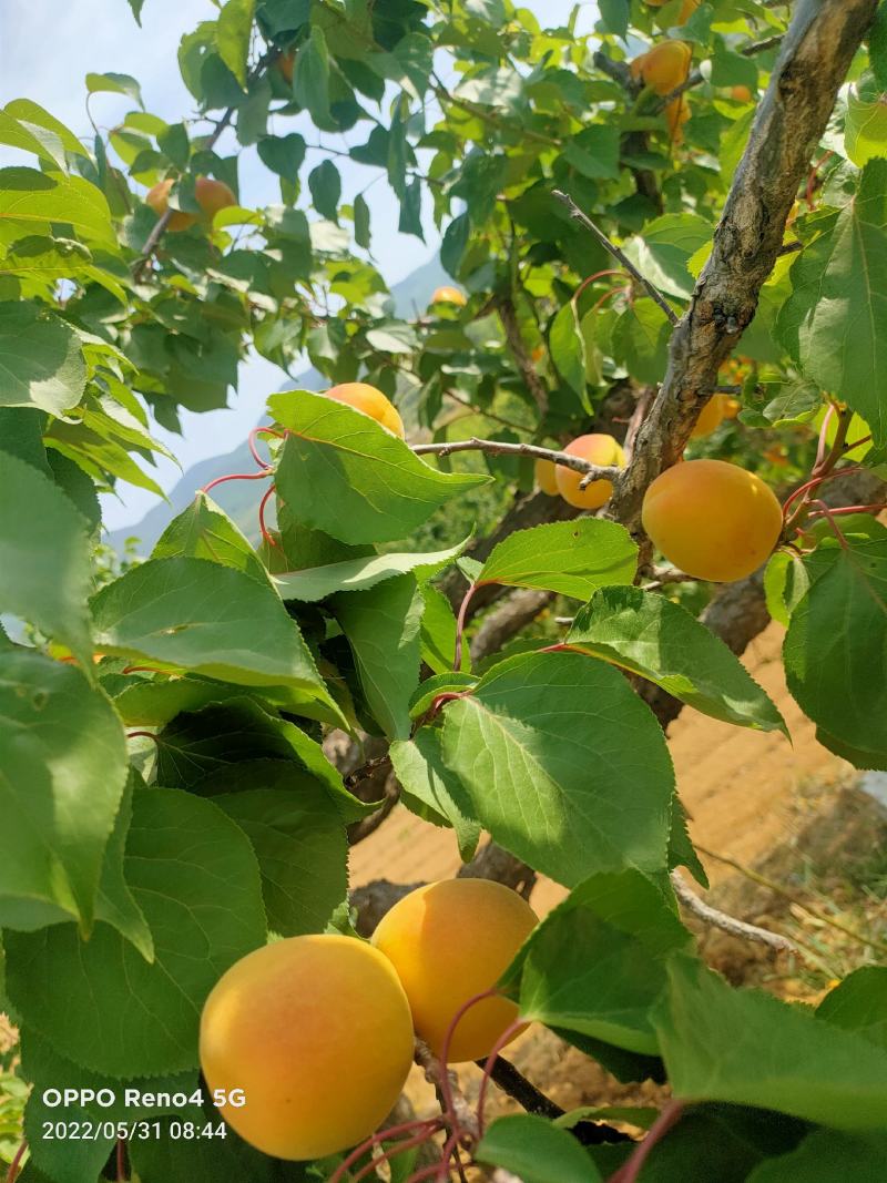 山东费县凯特杏大量上市中，一手货源，价格便宜