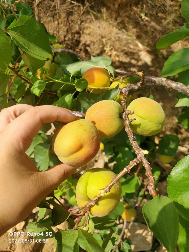 山东费县凯特杏大量上市中，一手货源，价格便宜