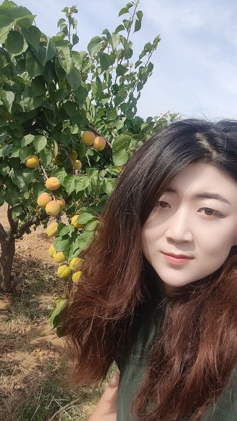 山东费县凯特杏大量上市中，一手货源，价格便宜