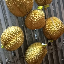 特价金枕榴莲