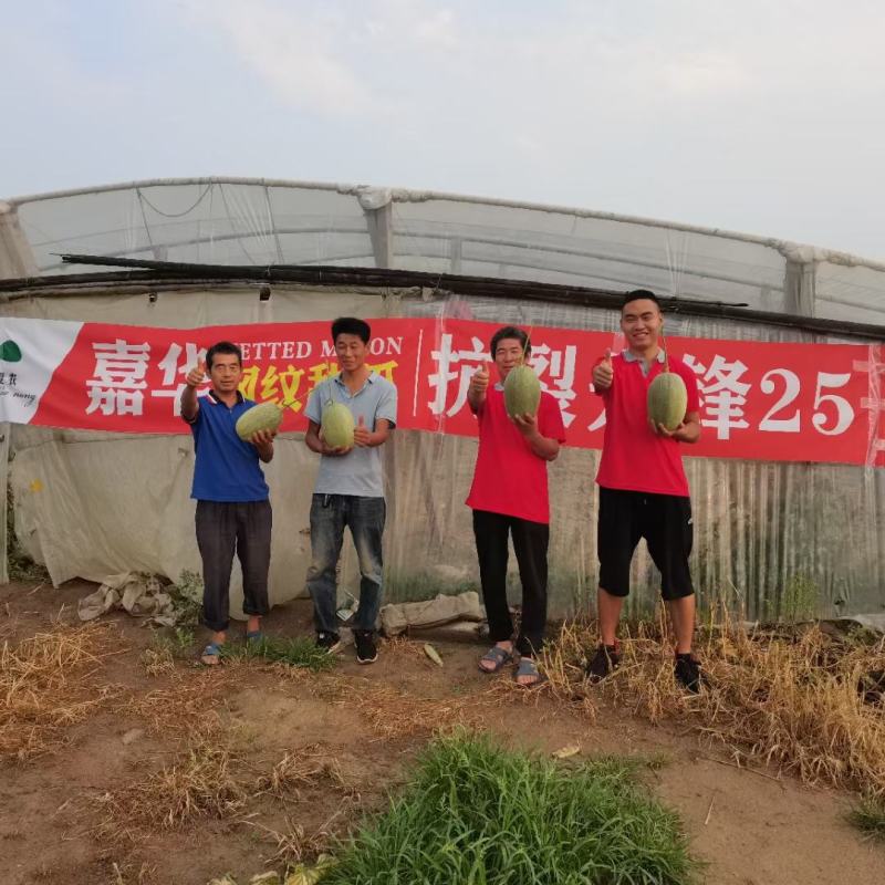 抗裂先锋25晓蜜哈蜜瓜种子大果产量高商品性高网纹细密全