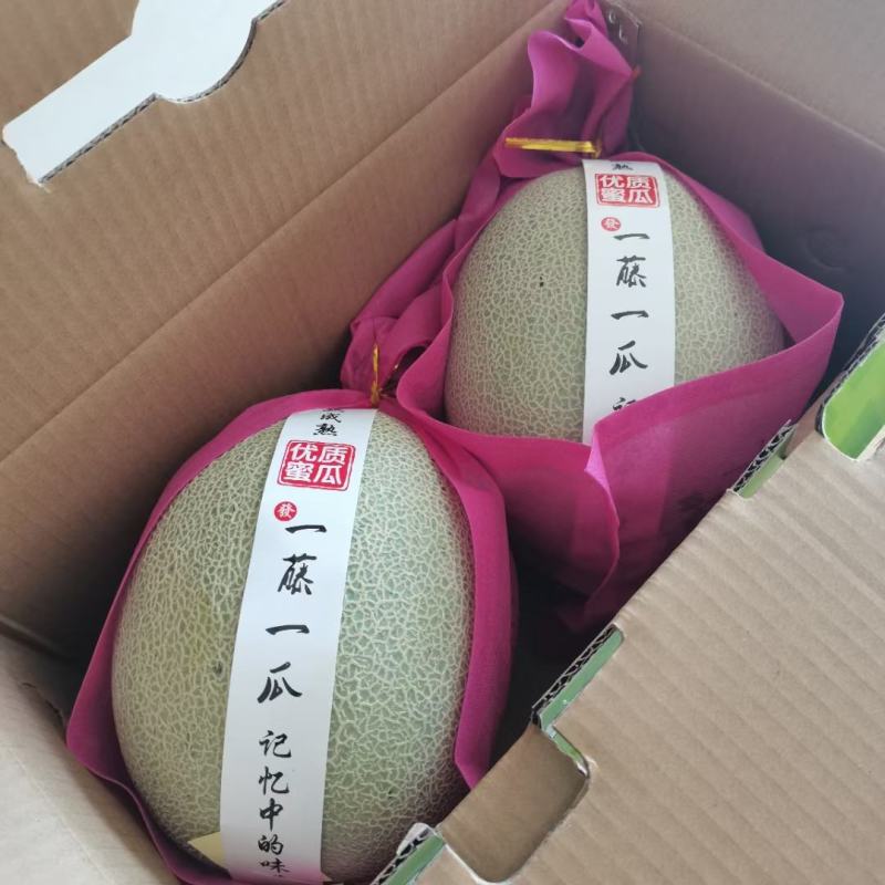 抗裂先锋25晓蜜哈蜜瓜种子大果产量高商品性高网纹细密全