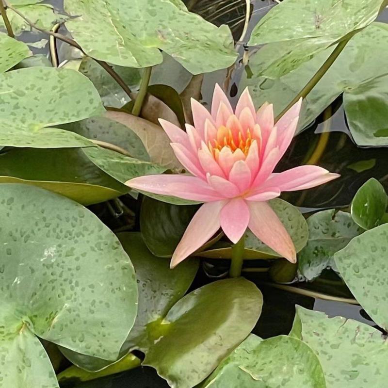 睡莲