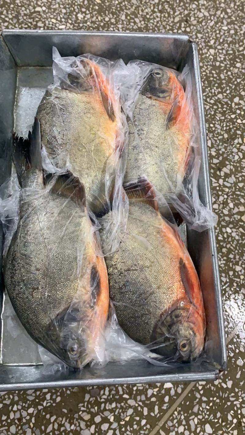 鲜冻红鲳鱼