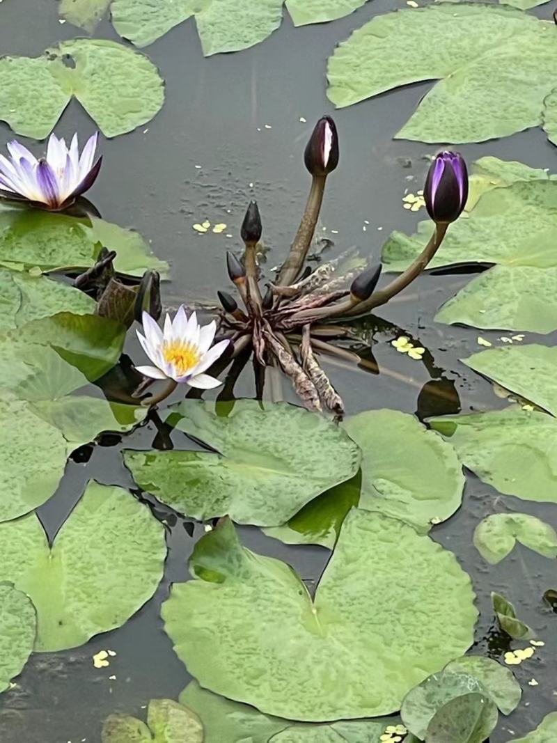 睡莲