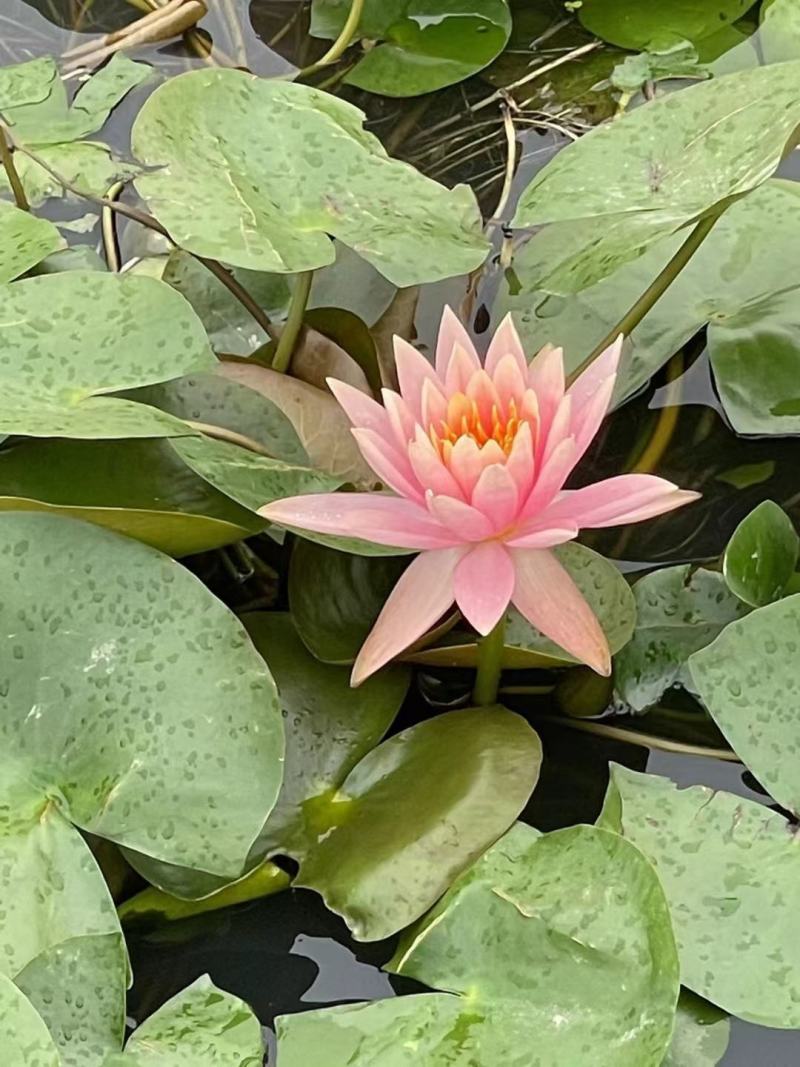 睡莲