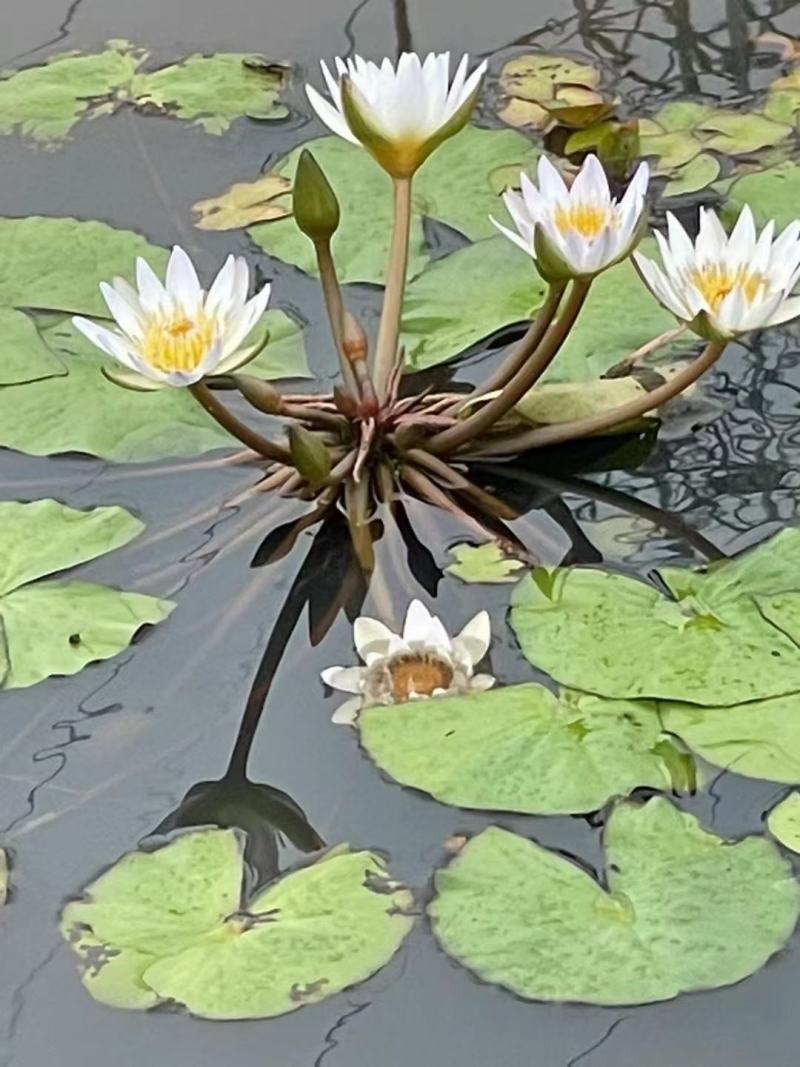 睡莲