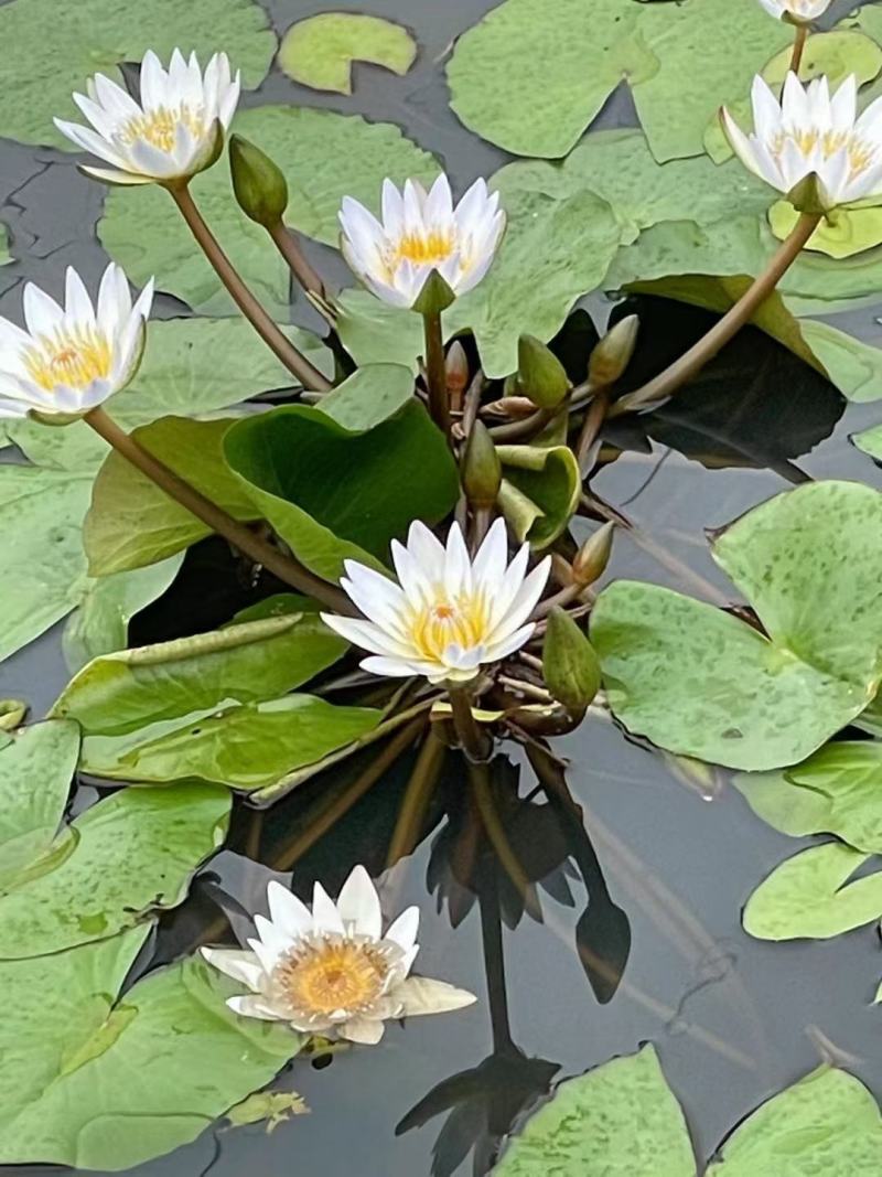 睡莲