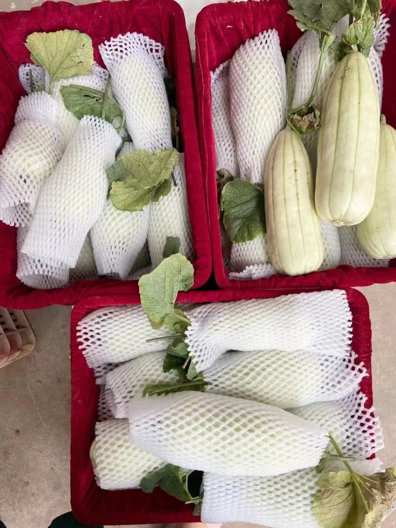 高石脆瓜