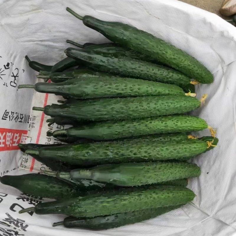 黄瓜