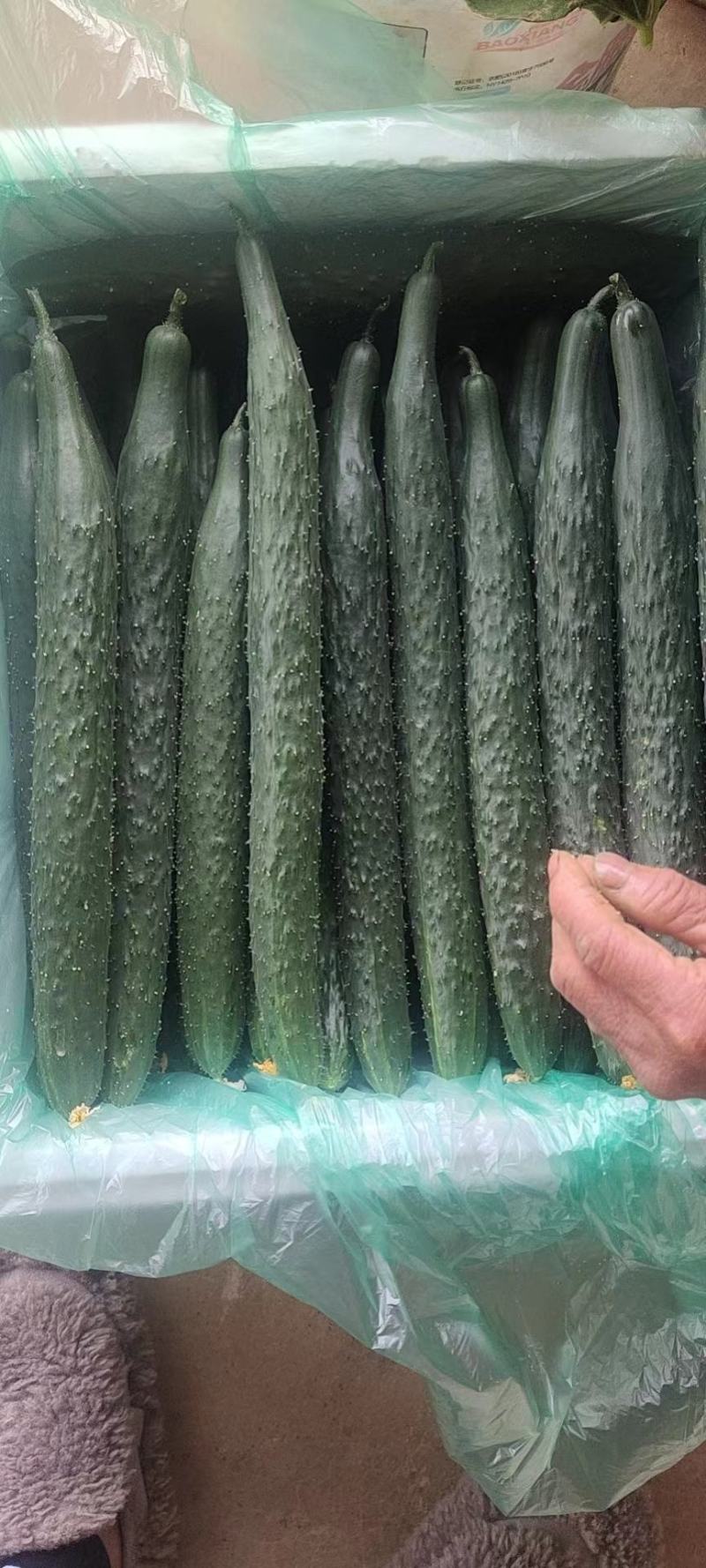 黄瓜