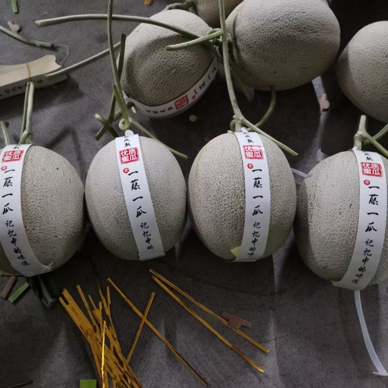 嘉华网纹哈蜜瓜种子抗病抗裂质商品性强囗感好网纹瓜种子