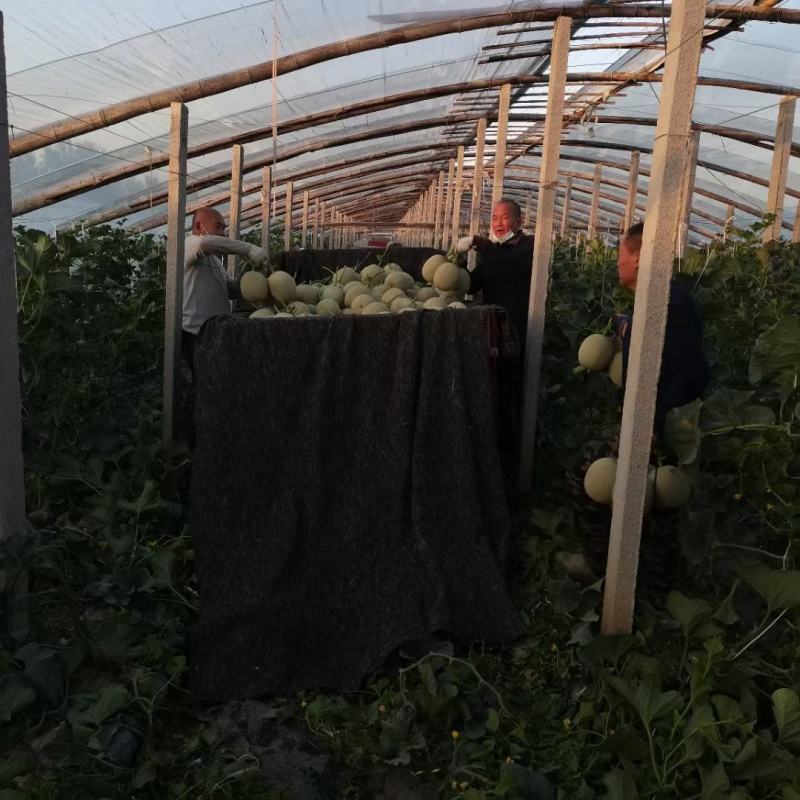嘉华网纹哈蜜瓜种子抗病抗裂质商品性强囗感好网纹瓜种子