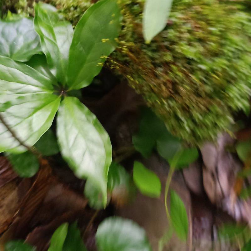 重楼苗