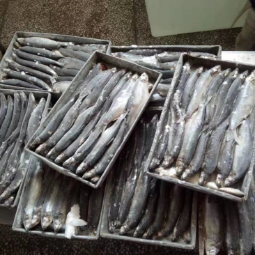 鲱鱼品质高价格低，量大可议价，欢迎联系！时价。