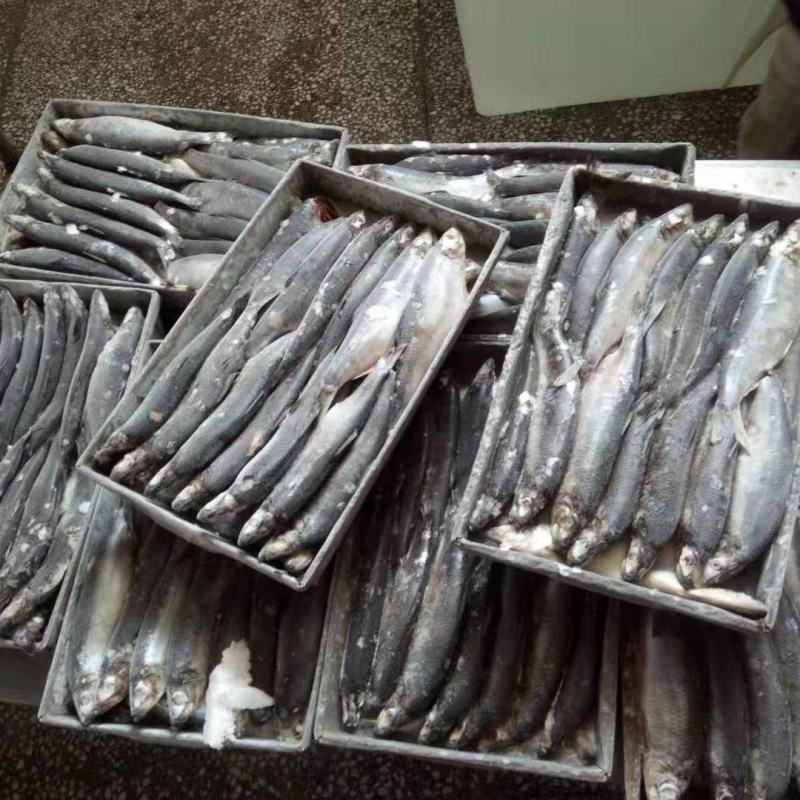 鲱鱼品质高价格低，量大可议价，欢迎联系！时价。
