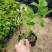 爬山虎爬墙虎高20厘米到1米福建漳州爬墙虎种植基地