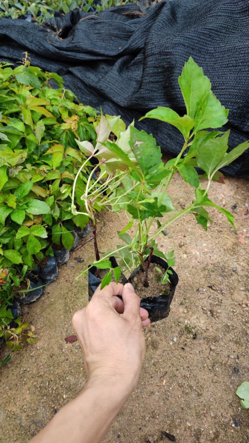 爬山虎爬墙虎高20厘米到1米福建漳州爬墙虎种植基地