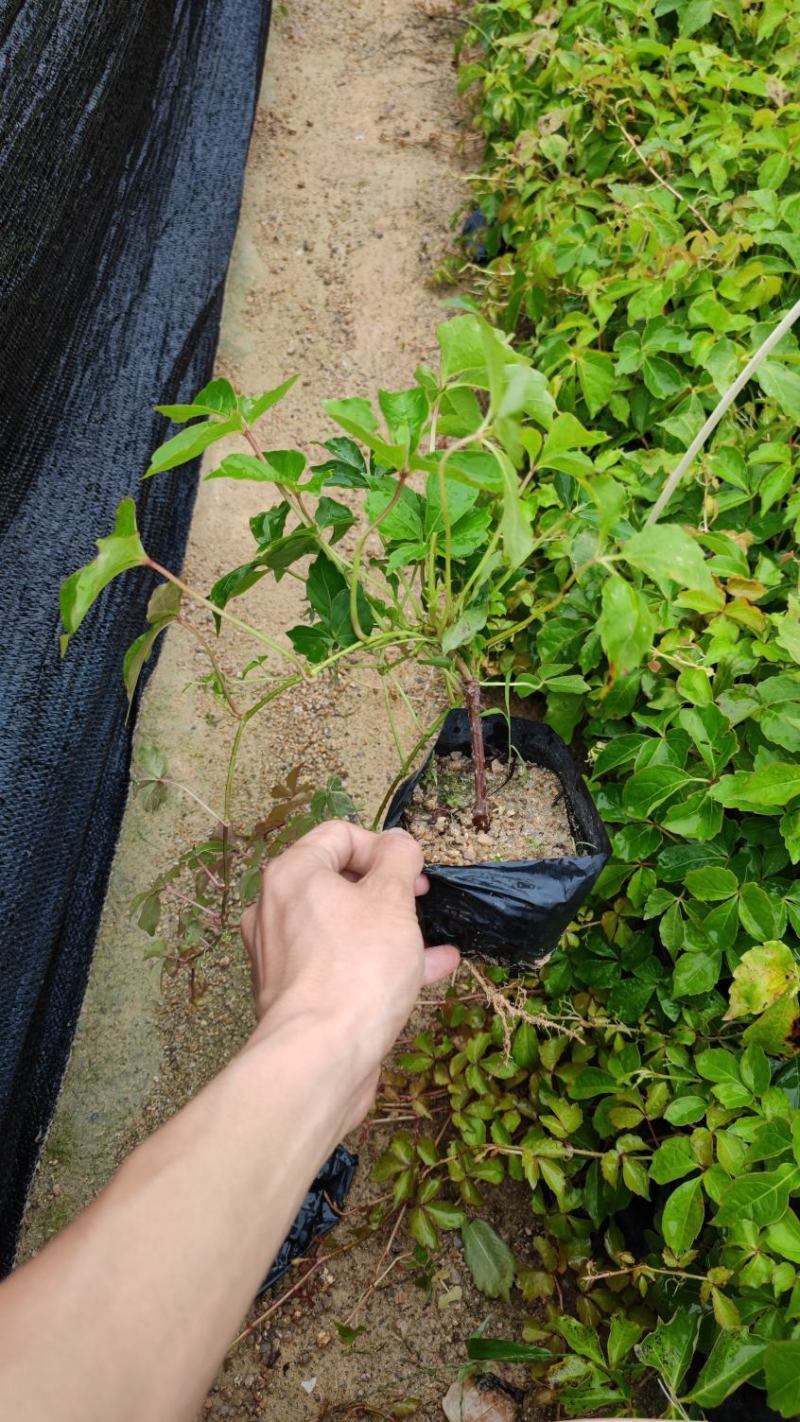 爬山虎爬墙虎高20厘米到1米福建漳州爬墙虎种植基地