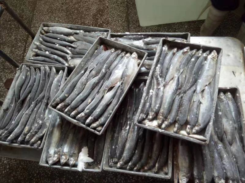 鲱鱼品质高价格低，量大可议价，欢迎联系！时价。