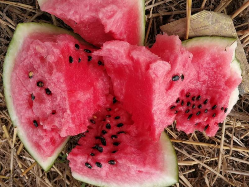 【天飞曌农业基地夏茬8424西瓜各种品种预售】