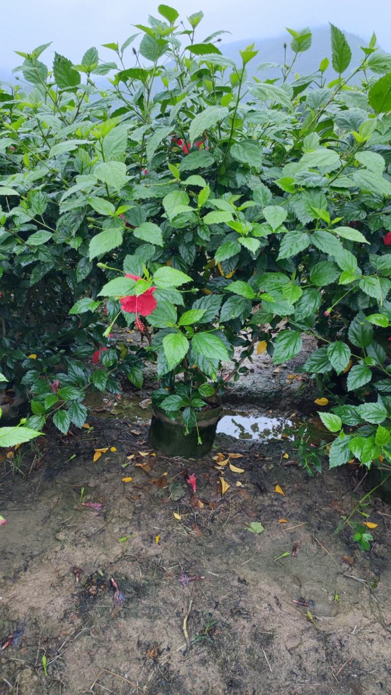 青叶扶桑(朱槿)高1米*1米扶桑福建漳州苗木基地