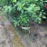青叶扶桑(朱槿)高1米*1米扶桑福建漳州苗木基地