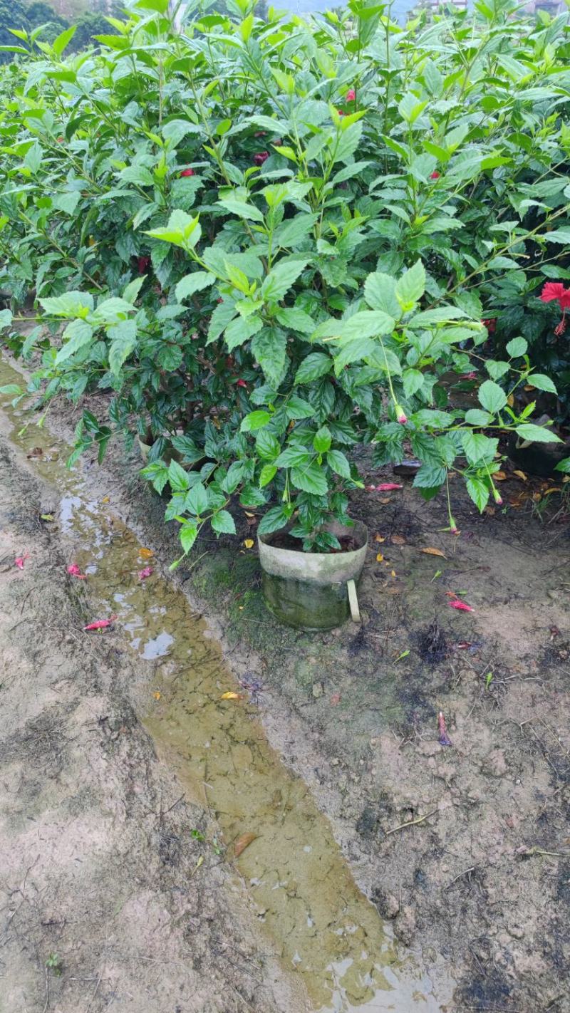青叶扶桑(朱槿)高1米*1米扶桑福建漳州苗木基地