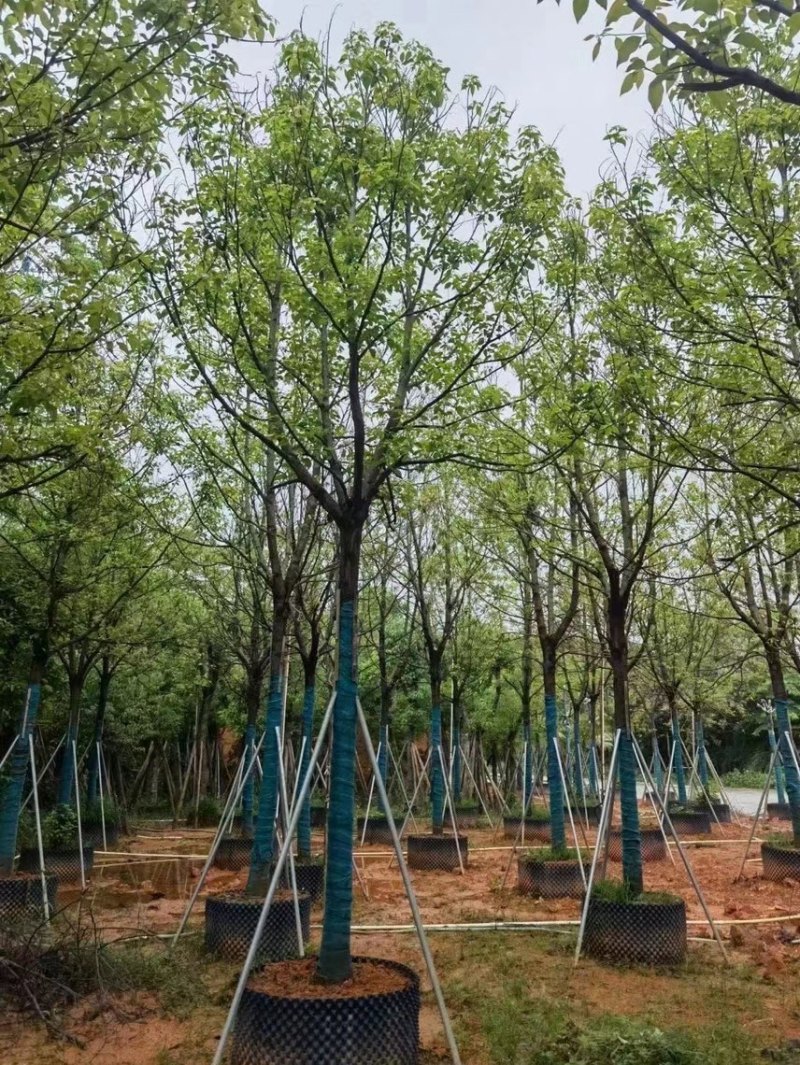 香樟树10～20公分欢迎来挑选。