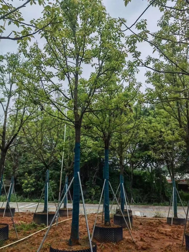 香樟树10～20公分欢迎来挑选。