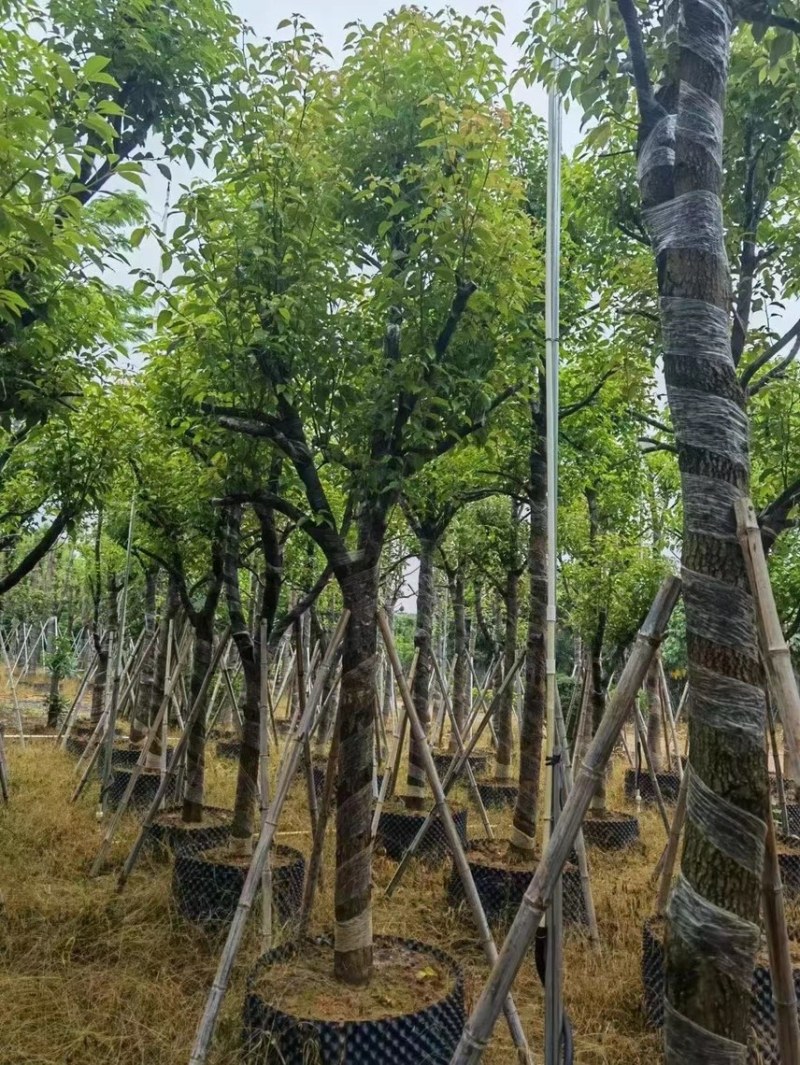 香樟树10～20公分欢迎来挑选。