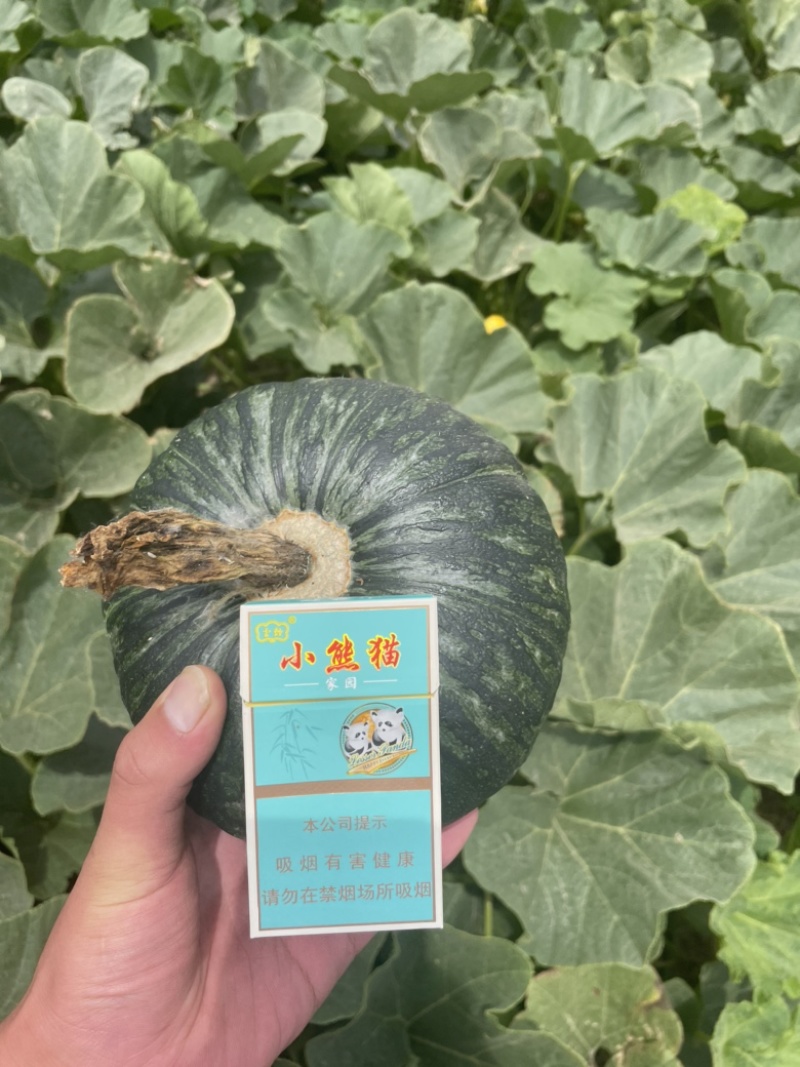 山东南瓜，板栗南瓜，质量保证软糯香甜，欢迎致电咨询