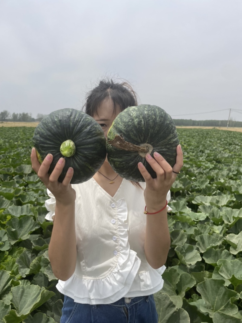 山东南瓜，板栗南瓜，质量保证软糯香甜，欢迎致电咨询