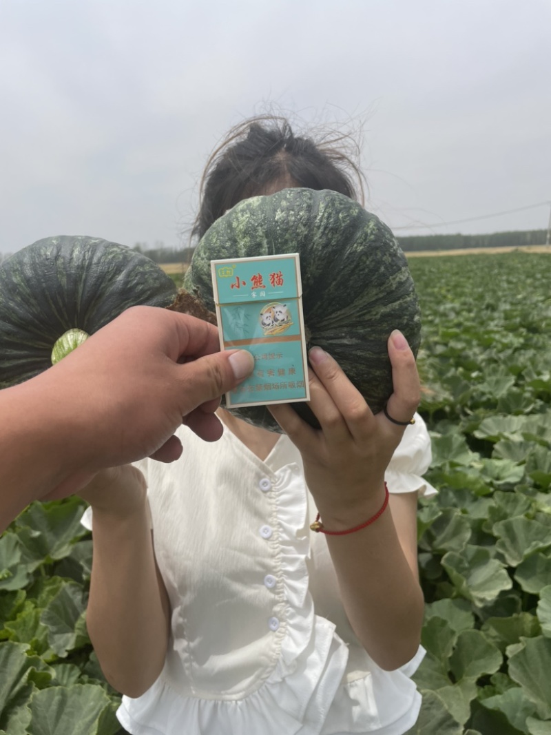 山东南瓜，板栗南瓜，质量保证软糯香甜，欢迎致电咨询