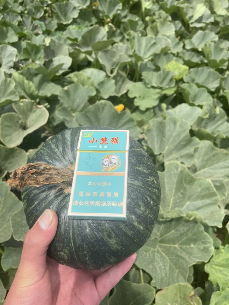 山东南瓜，板栗南瓜，质量保证软糯香甜，欢迎致电咨询