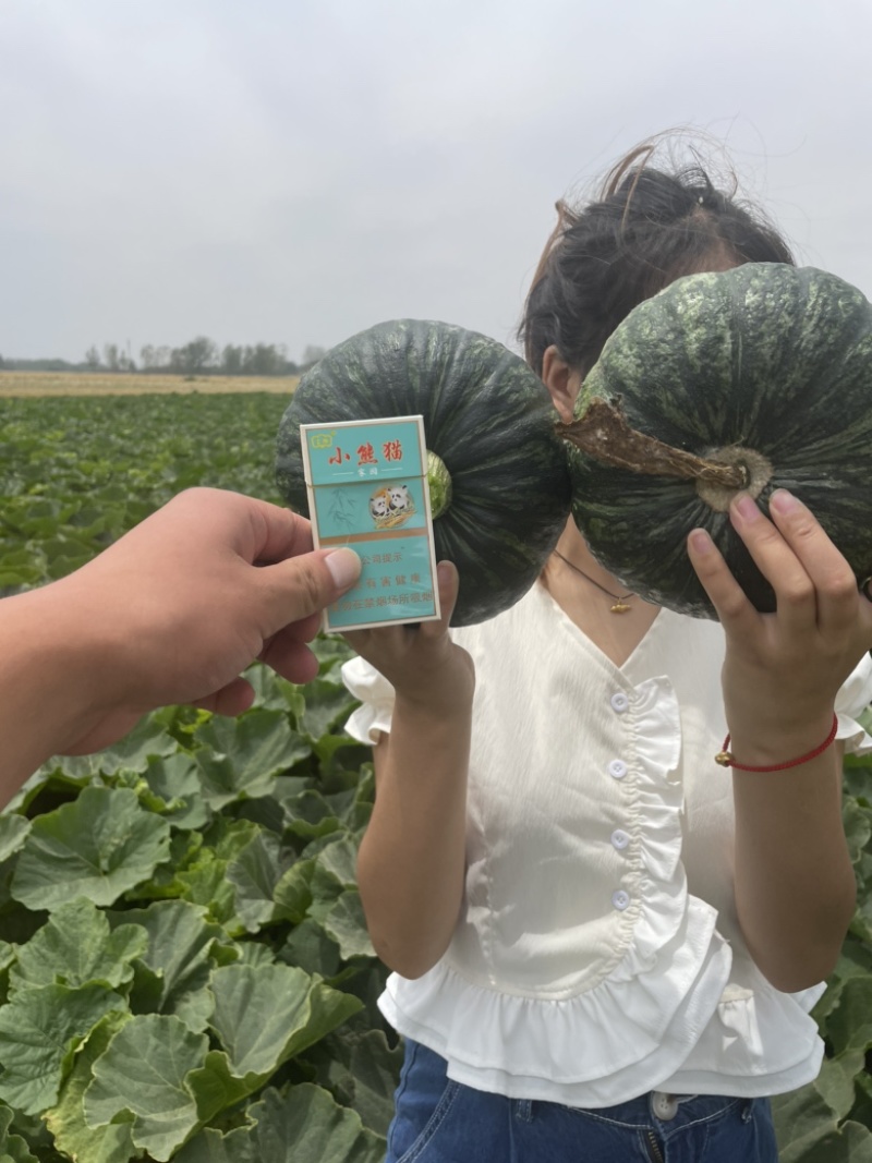 山东南瓜，板栗南瓜，质量保证软糯香甜，欢迎致电咨询