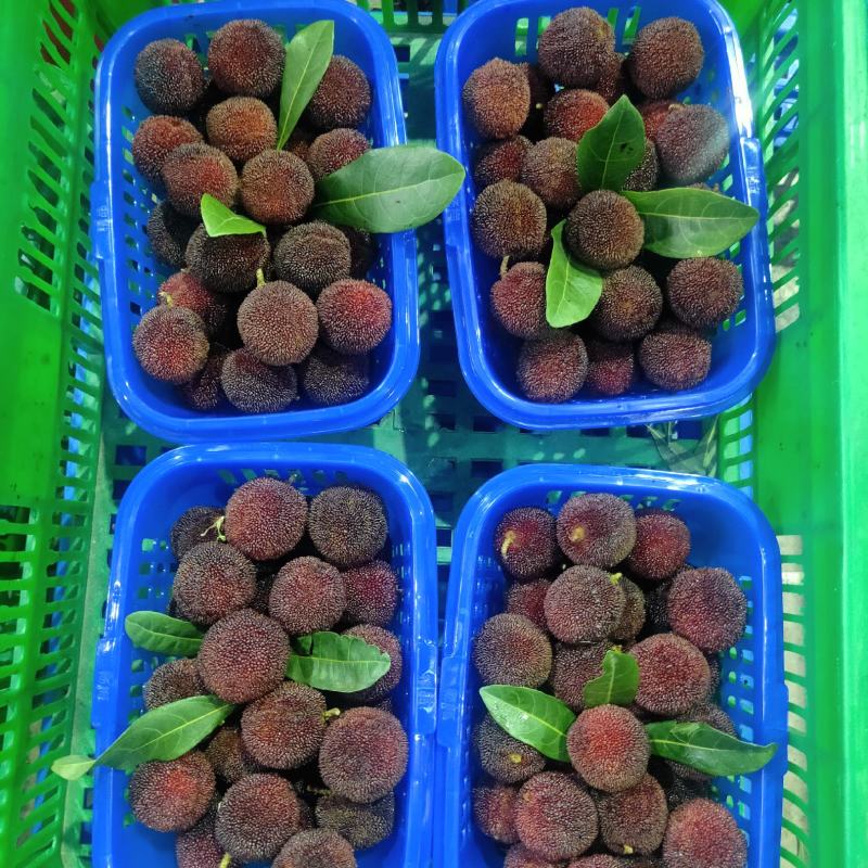 东槐杨梅己进入高峰期，工人正在分拣中