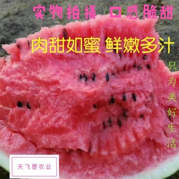 【天飞曌农业基地夏茬8424西瓜各种品种预售】