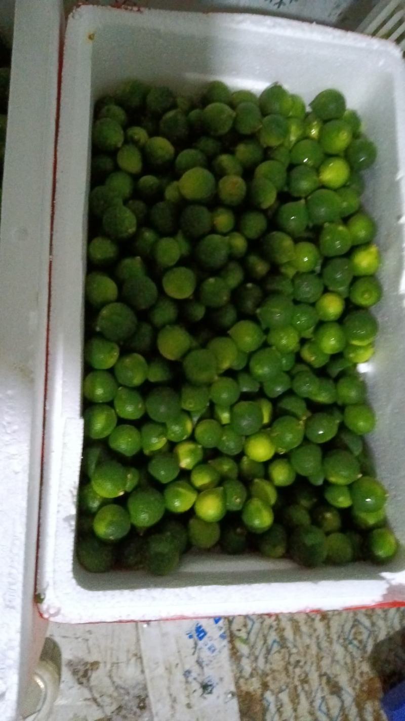海南本地小青金桔常年（量少快递、量多空运或物流）详情咨询