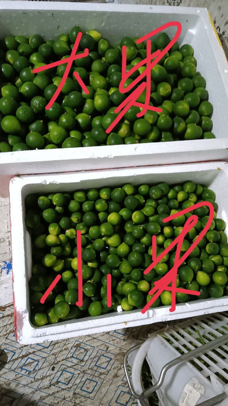 海南本地小青金桔常年（量少快递、量多空运或物流）详情咨询