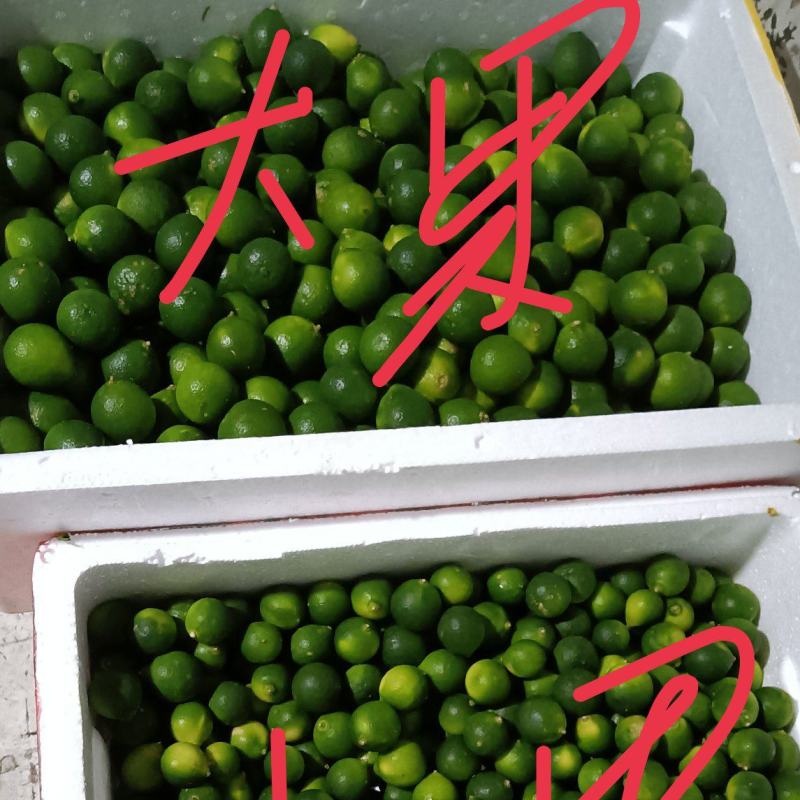 海南本地小青金桔常年（量少快递、量多空运或物流）详情咨询