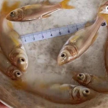 鳙鱼
