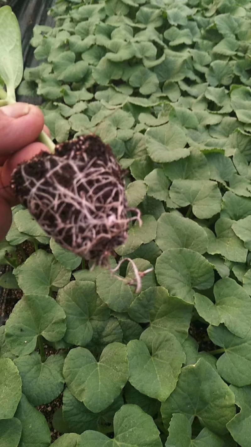 都知蜜2号哈蜜瓜种子抗病抗裂含糖量高大果型易管理囗感松脆